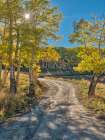 USA-Colorado-Quray Last Dollar Road with sun peaking through Aspen tree Art Print